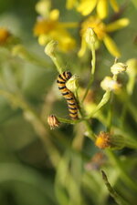 Chenille de l