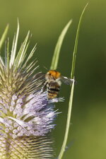 Bombus sp.