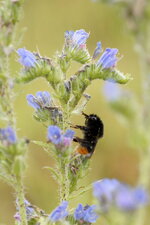 Bombus sp. sur une Vipérine