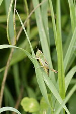 Chorthippus sp. ?
