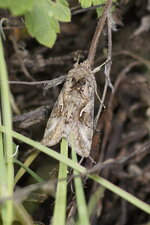 Autographa gamma