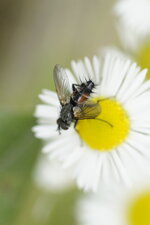 Eriothrix rufomaculatus - sous réserve
