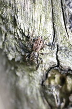 Miss Spider