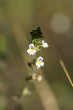 Euphraise sp.