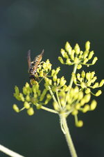 Poliste dominulus