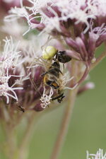 Enoplognatha sp. Vs Syrphidé sur une fleur d