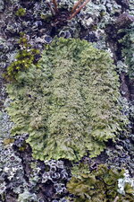 Lobaria sp. - sous réserve
