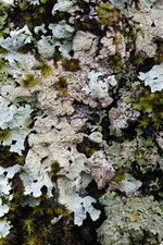 Lobalia scrobiculata - sous réserve