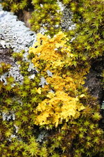 Xanthoria parietina
