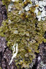Lobalia sp.?