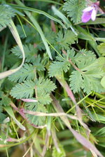 Feuille d