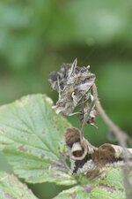Autographa gamma