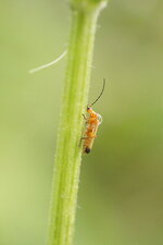 Rhagonycha fulva
