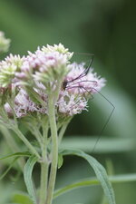 Opilion sp.