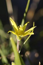 Fleur de gagée des champs - sous réserve