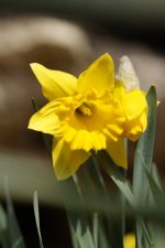 Fleur de narcisse jaune