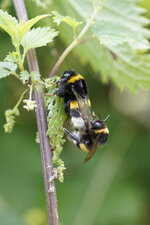 Copulation de Bombus licorum