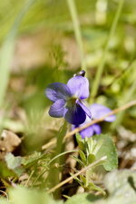 Violette odorante
