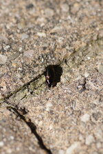 Amara sp.