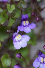 Fleur de cymbalaire des murailles