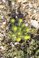 Euphorbe petit cyprès