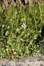 Arabette pennatifide
