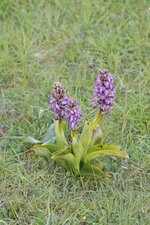 Orchis à grandes bractées