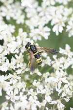 Tenthredo scrophulariae