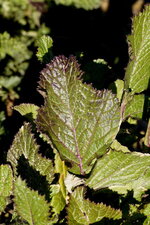 Feuille de moutarde des champs