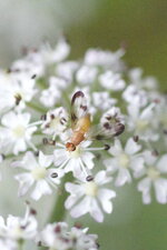 Minettia sp. - sous réserve