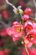 Fleurs de Cognassier du Japon