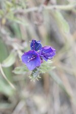 Fleur de vipérine commune