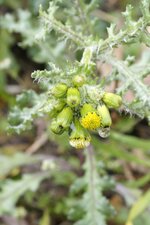 Fleurs de sénéçon commun