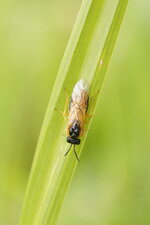 Tenthrède sp.