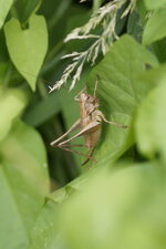 Sauterelle femelle