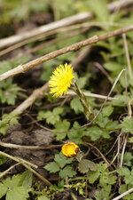 Tussilage