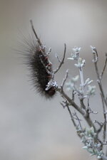 Chenille de...?