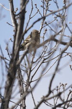 Pinson des arbres
