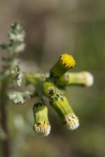 Fleurs de sénéçon commun