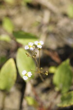 Fleur de Plantain d