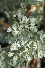 Feuille d
