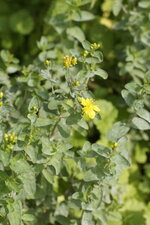 Millepertuis sp.