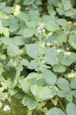 Epipactis sp.