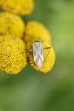Adelphocoris sp.