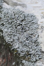 Lichen