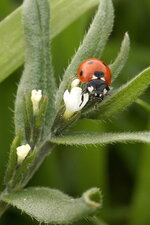 Coccinelle à 7 points