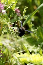 Xylocopa Violacea