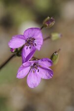 Erodium acaule - sous réserve