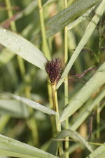 Eclosion d