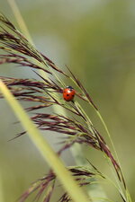 Coccinelle à 7 points sur une Phragmite